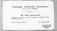 Galerina hypnorum image